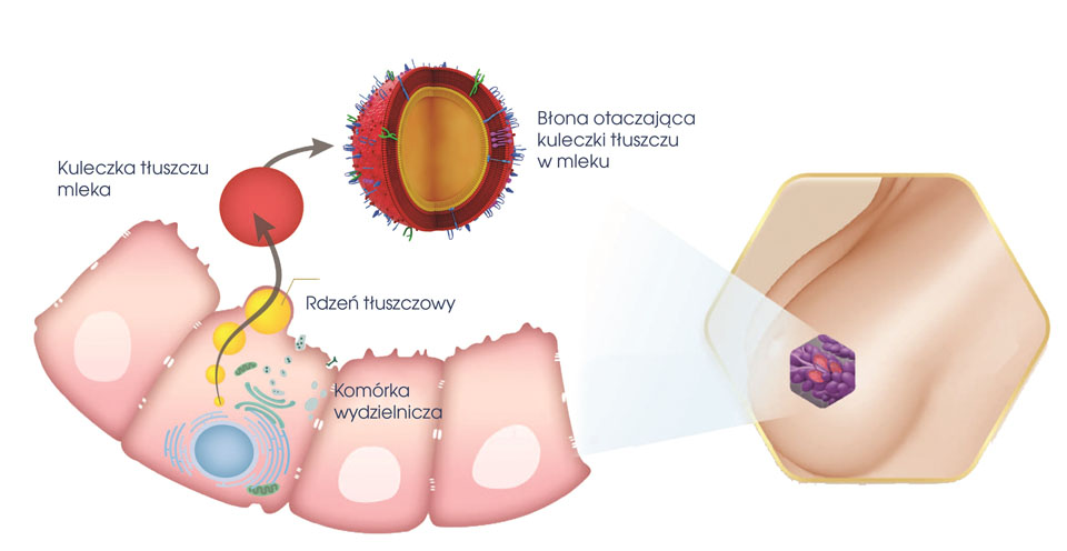 Wydzielanie kulek tłuszczu z komórki laktocyta i otaczanie ich strukturami błon fosfolipidowo-białkowych (MFGM) 