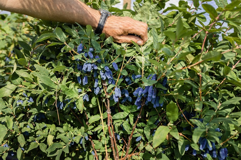 Krajowy Związek Grup Producentów Owoców i Warzyw (4)