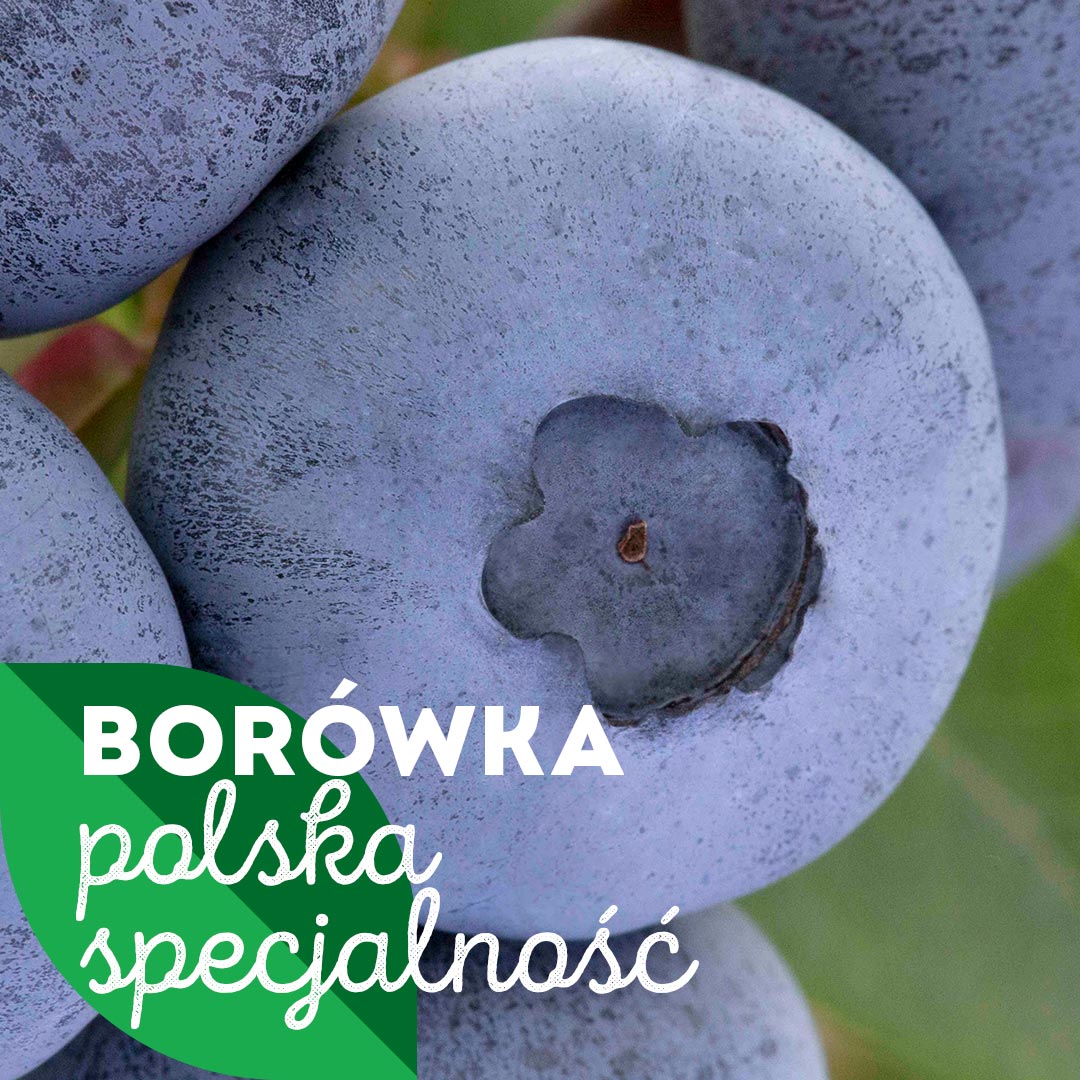 Krajowy Związek Grup Producentów Owoców i Warzyw