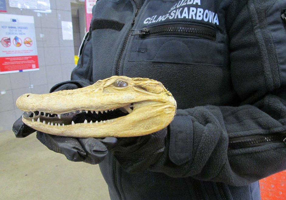 Fot. KAS Podkarpacie