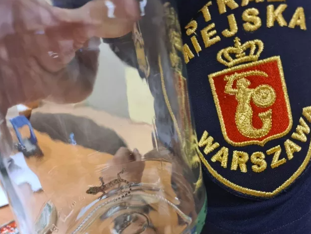 Gekon, Fot. Straż Miejska Warszawa