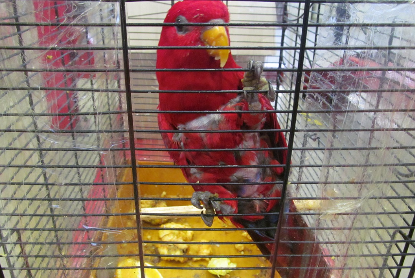 Papuga, Podkarpacka IAS