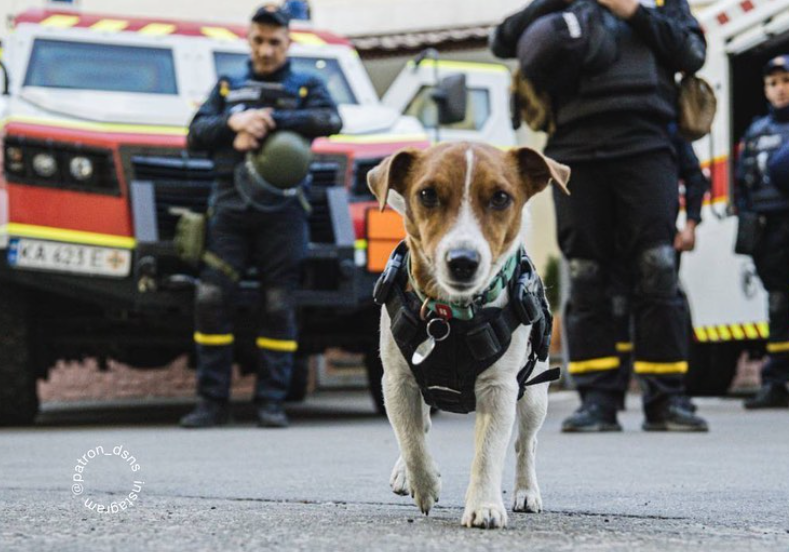 Fot. Instagram/patron_dsns