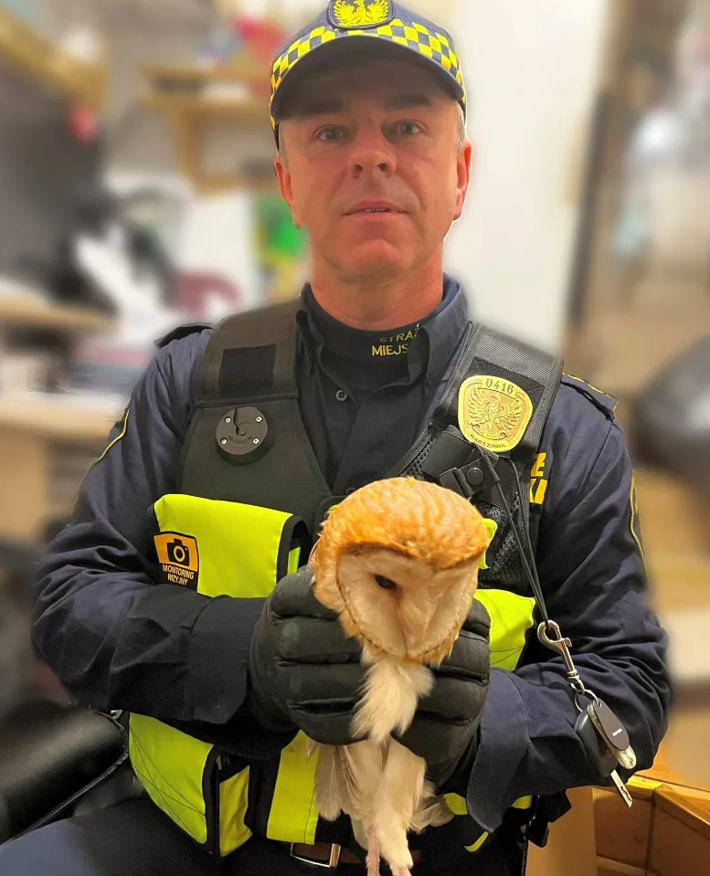 Znaleziona sowa, Fot. Straż Miejska