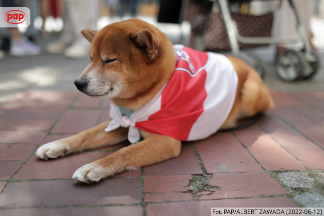 Fot. PAP/Albert Zawada