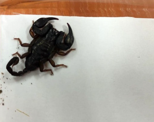 Skorpion, Fot. Straż Miejska