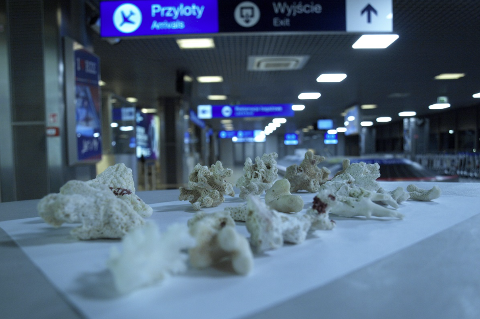 Przechwycone koralowce, Fot. KAS