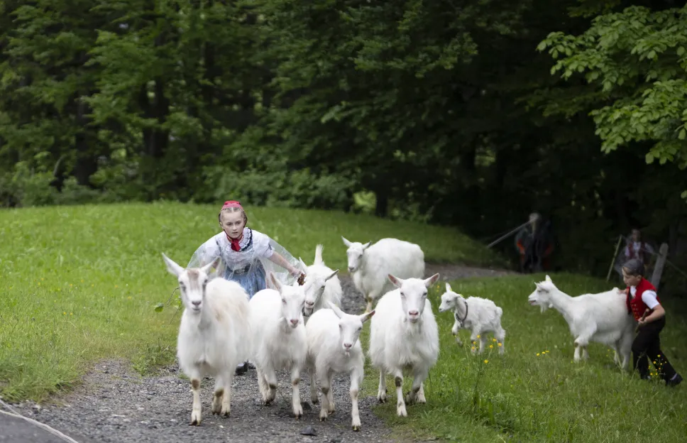 Ceremonialne pędzenie bydła z doliny w Alpy w Szwajcarii. Fot. PAP/EPA/GIAN EHRENZELLER
