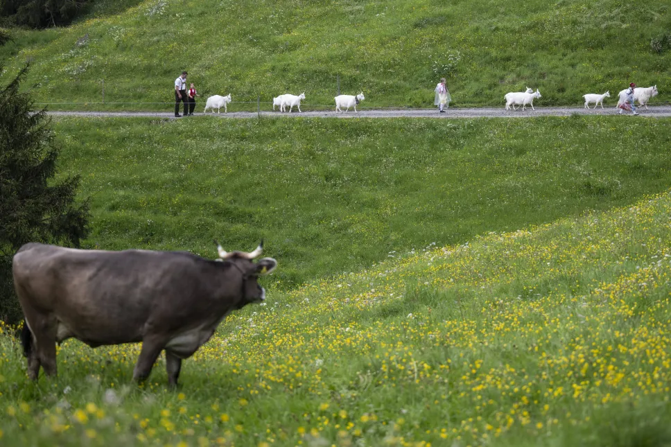 Ceremonialne pędzenie bydła z doliny w Alpy w Szwajcarii. Fot. PAP/EPA/GIAN EHRENZELLER