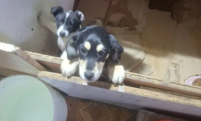 Pseudohodowla psów i kotów zlikwidowana przez łódzką policję. Fot. https://lodzka.policja.gov.pl/