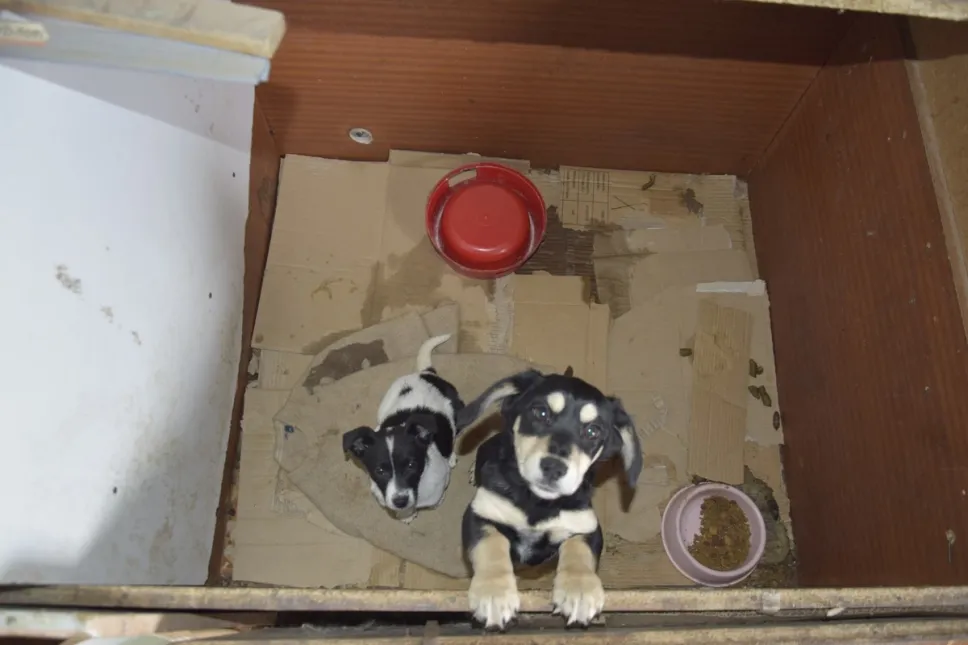 Pseudohodowla psów i kotów zlikwidowana przez łódzką policję. Fot. https://lodzka.policja.gov.pl/