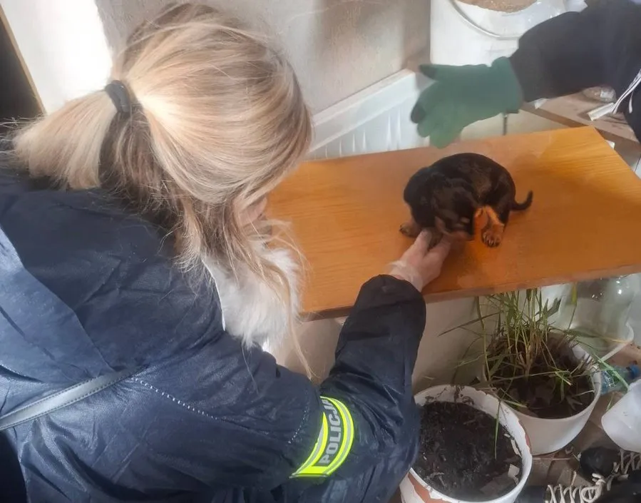 Pseudohodowla psów i kotów zlikwidowana przez łódzką policję. Fot. https://lodzka.policja.gov.pl/