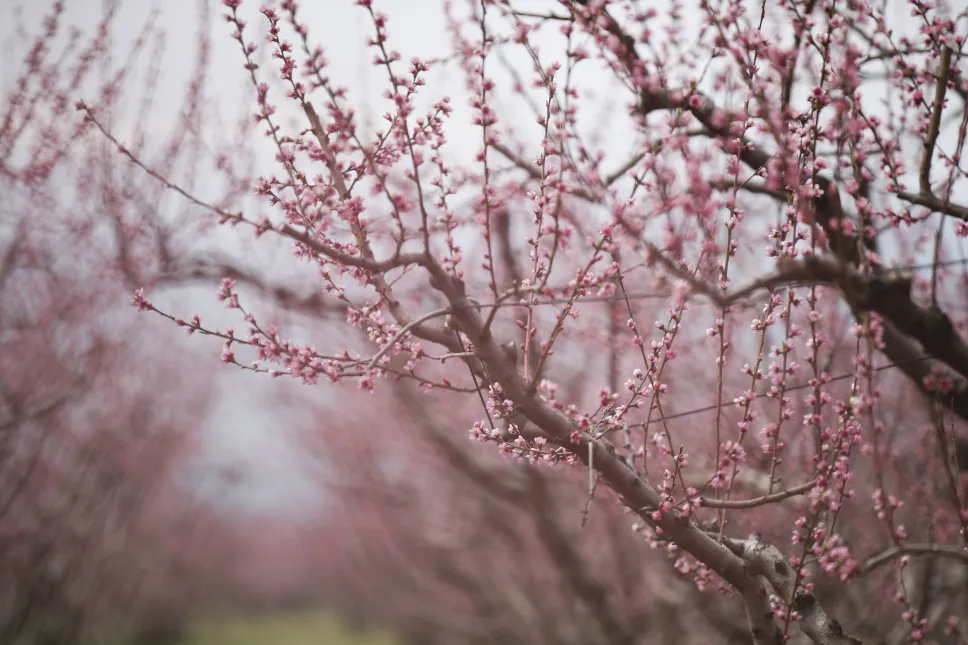 Kwitnące sady brzoskwiniowe atrakcją północnej Grecji. Fot. PAP/EPA/DIMITRIS TOSIDIS