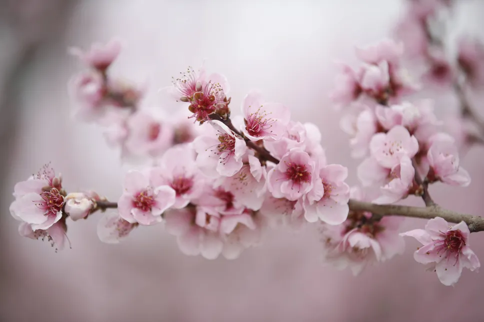Kwitnące sady brzoskwiniowe atrakcją północnej Grecji. Fot. PAP/EPA/DIMITRIS TOSIDIS