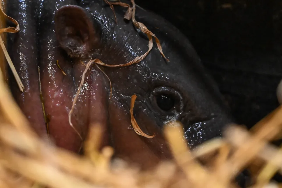 Samiczka hipopotamka karłowatego w Gdańskim Ogrodzie Zoologicznym. Fot. PAP/Adam Warżawa 