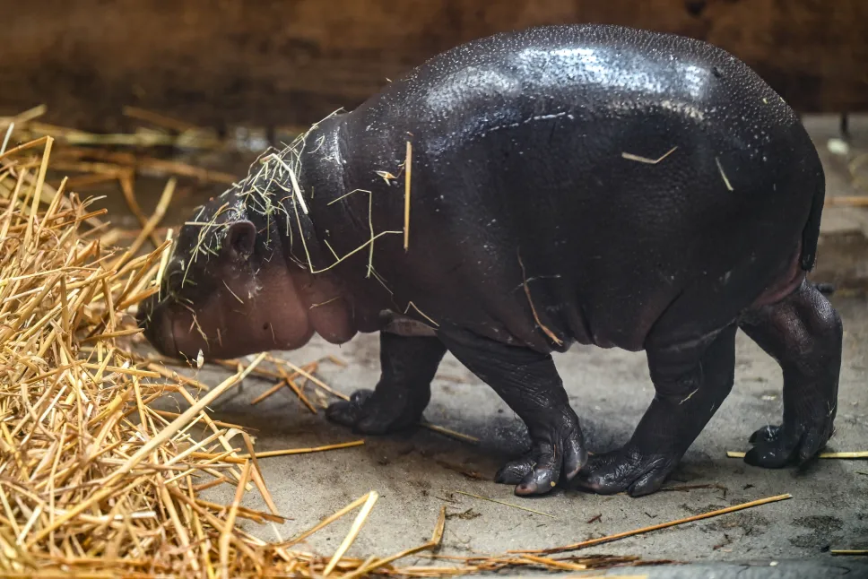 Samiczka hipopotamka karłowatego w Gdańskim Ogrodzie Zoologicznym. Fot. PAP/Adam Warżawa 