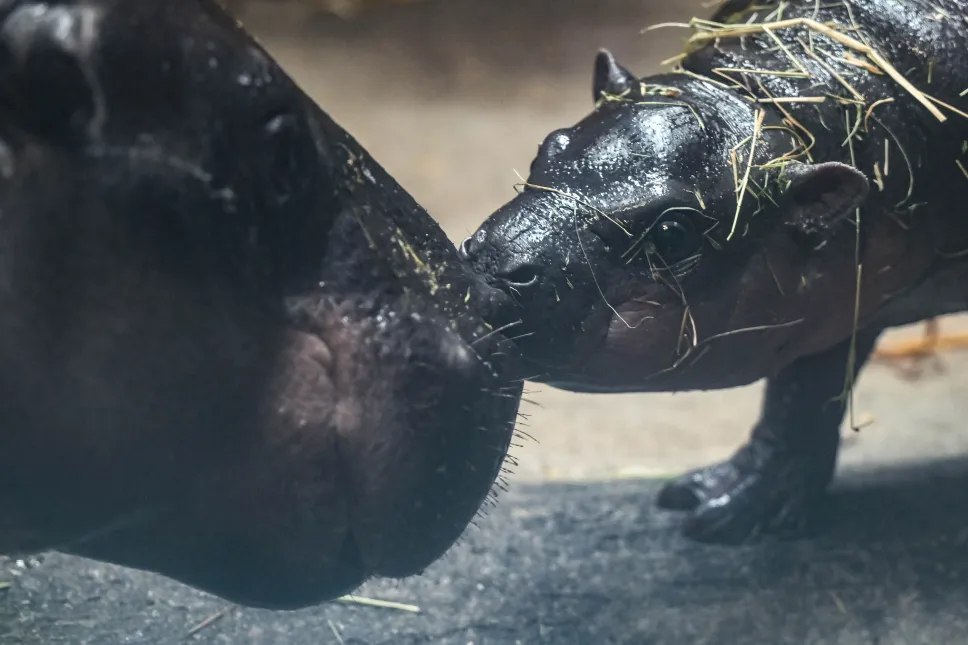 Samiczka hipopotamka karłowatego w Gdańskim Ogrodzie Zoologicznym. Fot. PAP/Adam Warżawa 