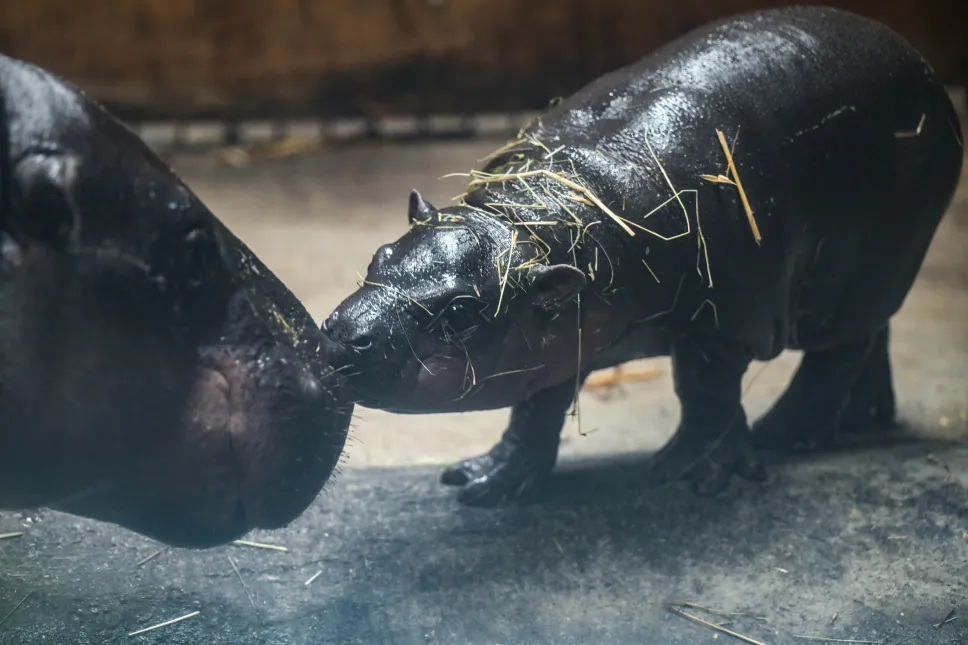 Samiczka hipopotamka karłowatego w Gdańskim Ogrodzie Zoologicznym. Fot. PAP/Adam Warżawa 