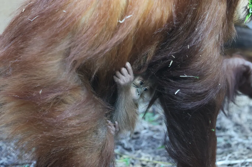 Mały orangutan sumatrzański z mamą Ketawą na wybiegu w Orientarium Zoo Łódź Fot. PAP/Marian Zubrzycki
