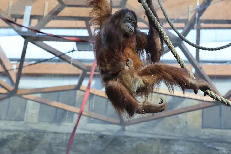 Mały orangutan sumatrzański z mamą Ketawą na wybiegu w Orientarium Zoo Łódź Fot. PAP/Marian Zubrzycki