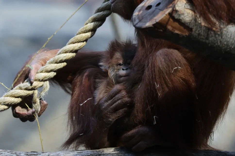Mały orangutan sumatrzański z mamą Ketawą na wybiegu w Orientarium Zoo Łódź Fot. PAP/Marian Zubrzycki