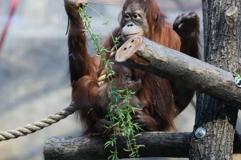 Mały orangutan sumatrzański z mamą Ketawą na wybiegu w Orientarium Zoo Łódź Fot. PAP/Marian Zubrzycki