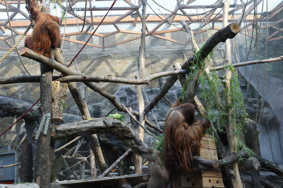 Mały orangutan sumatrzański z mamą Ketawą na wybiegu w Orientarium Zoo Łódź Fot. PAP/Marian Zubrzycki