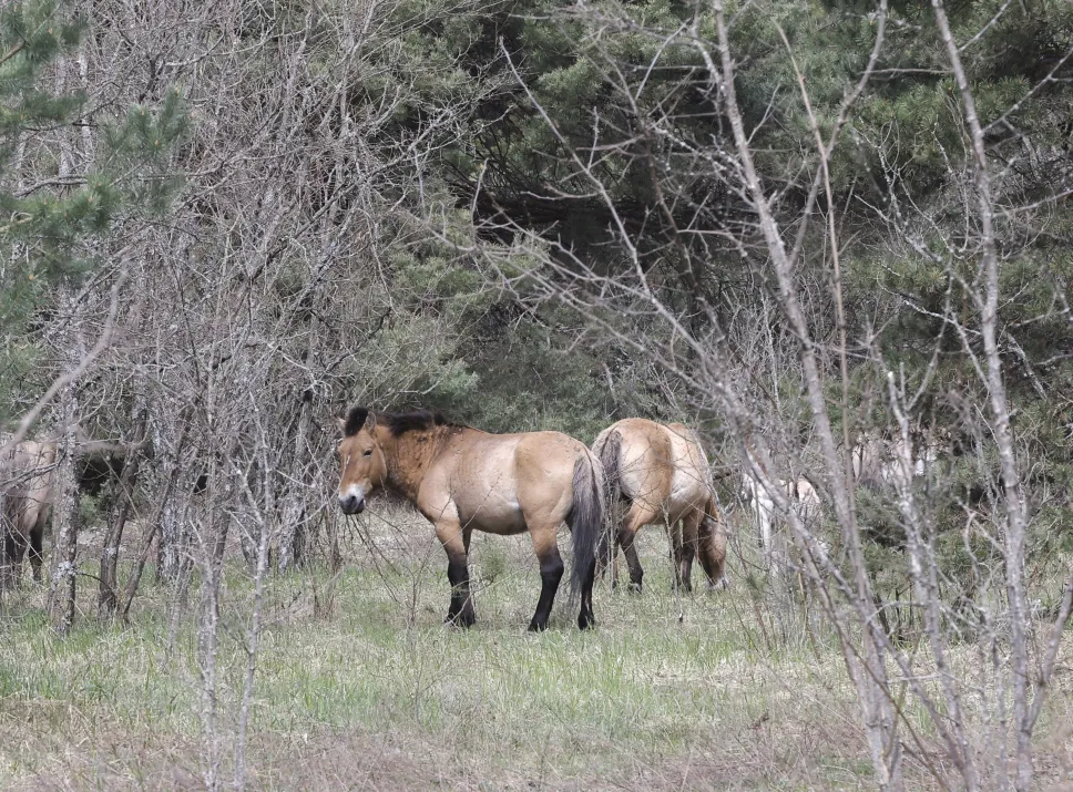 Opuszczone miasto Prypeć w pobliżu elektrowni w Czarnobylu. Fot. PAP/EPA/SERGEY DOLZHENKO 