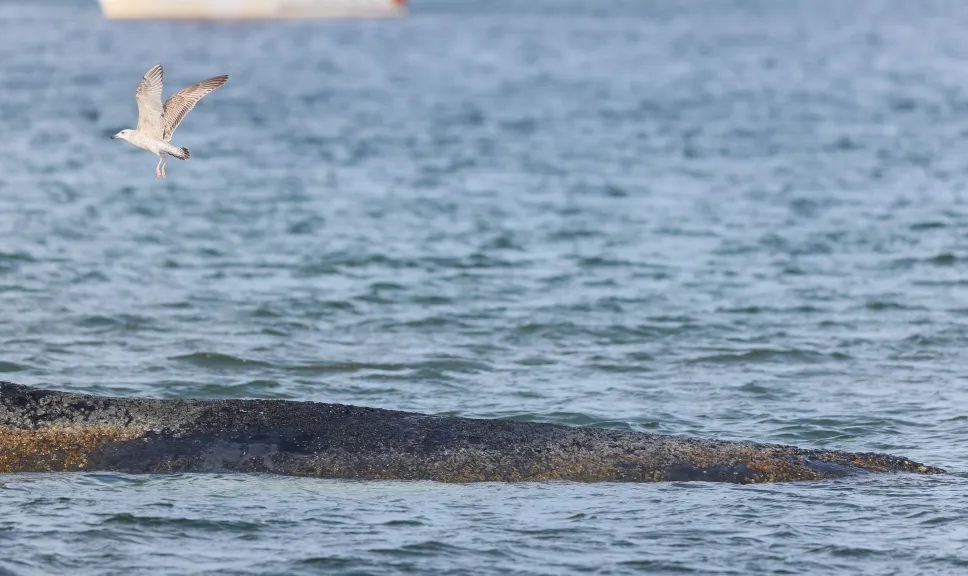 Humbak Timmy, akcja ratunkowa. Fot. PAP/EPA/SELIM SUNDHEIMER