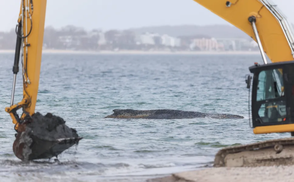 Humbak Timmy, akcja ratunkowa. Fot. PAP/EPA/SELIM SUNDHEIMER