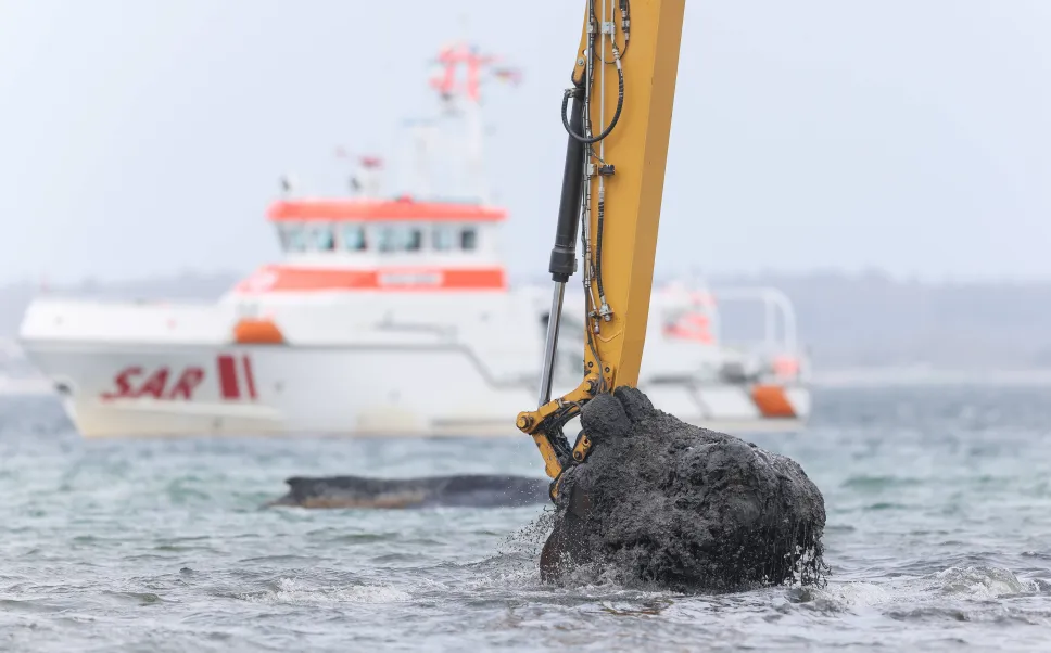 Humbak Timmy, akcja ratunkowa. Fot. PAP/EPA/SELIM SUNDHEIMER