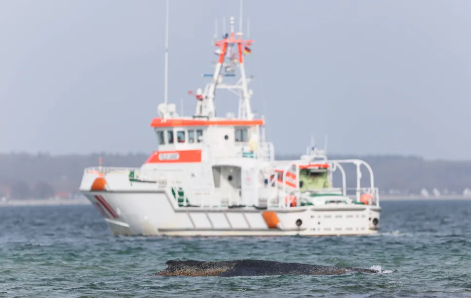 Humbak Timmy, akcja ratunkowa. Fot. PAP/EPA/SELIM SUNDHEIMER