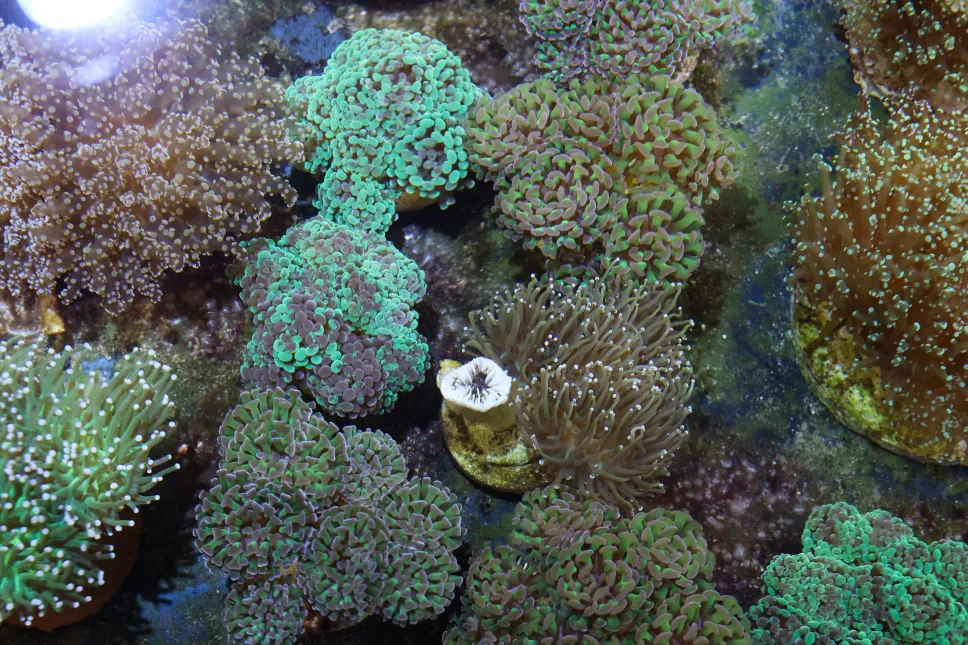 Fragmenty rafy koralowej przemycone do Warszawy. Fot. PAP/Marian Zubrzycki