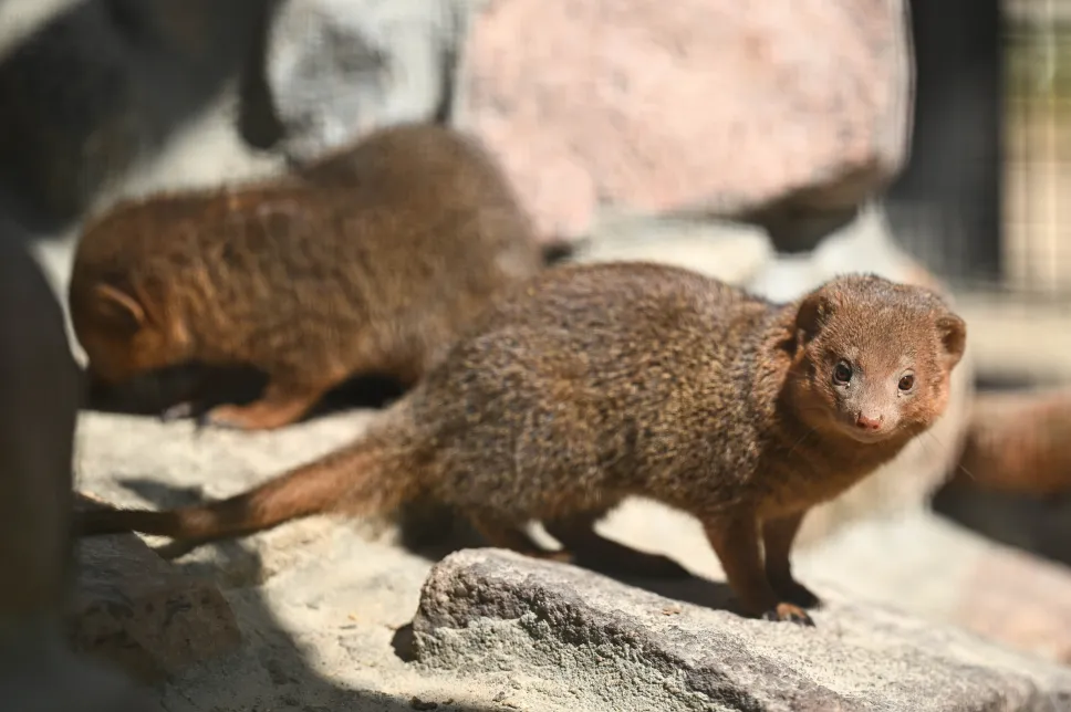 Nowi mieszkańcy Gdańskiego Ogrodu Zoologicznego, mangusteczki karłowate. Fot. PAP/Adam Warżawa