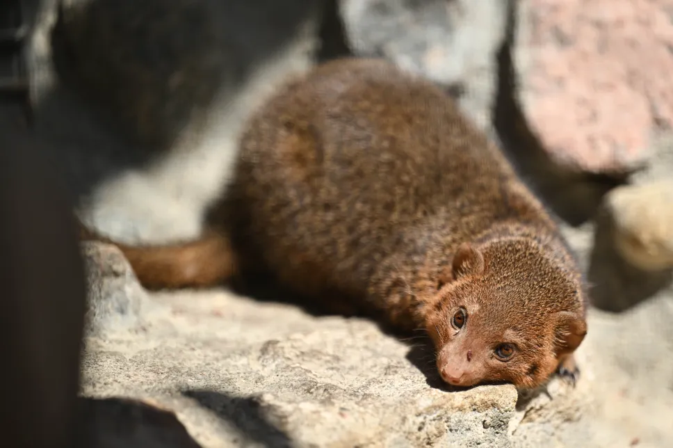 Nowi mieszkańcy Gdańskiego Ogrodu Zoologicznego, mangusteczki karłowate. Fot. PAP/Adam Warżawa