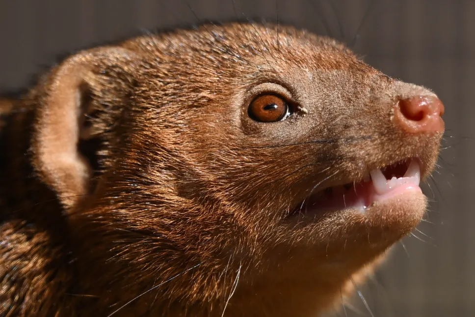 Nowi mieszkańcy Gdańskiego Ogrodu Zoologicznego, mangusteczki karłowate. Fot. PAP/Adam Warżawa