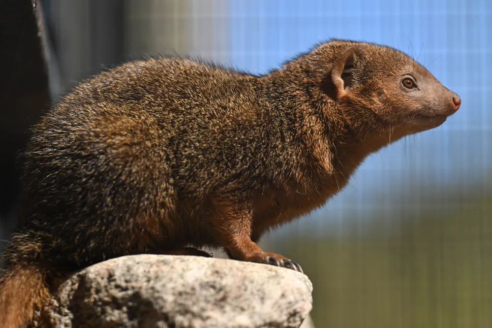 Nowi mieszkańcy Gdańskiego Ogrodu Zoologicznego, mangusteczki karłowate. Fot. PAP/Adam Warżawa