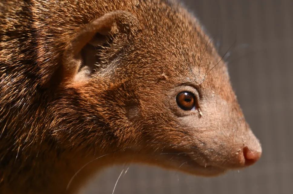 Nowi mieszkańcy Gdańskiego Ogrodu Zoologicznego, mangusteczki karłowate. Fot. PAP/Adam Warżawa