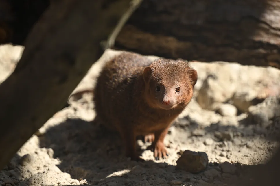 Nowi mieszkańcy Gdańskiego Ogrodu Zoologicznego, mangusteczki karłowate. Fot. PAP/Adam Warżawa