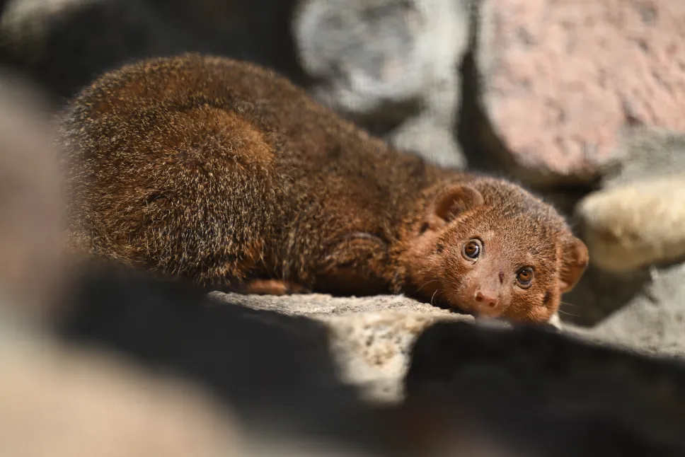 Nowi mieszkańcy Gdańskiego Ogrodu Zoologicznego, mangusteczki karłowate. Fot. PAP/Adam Warżawa