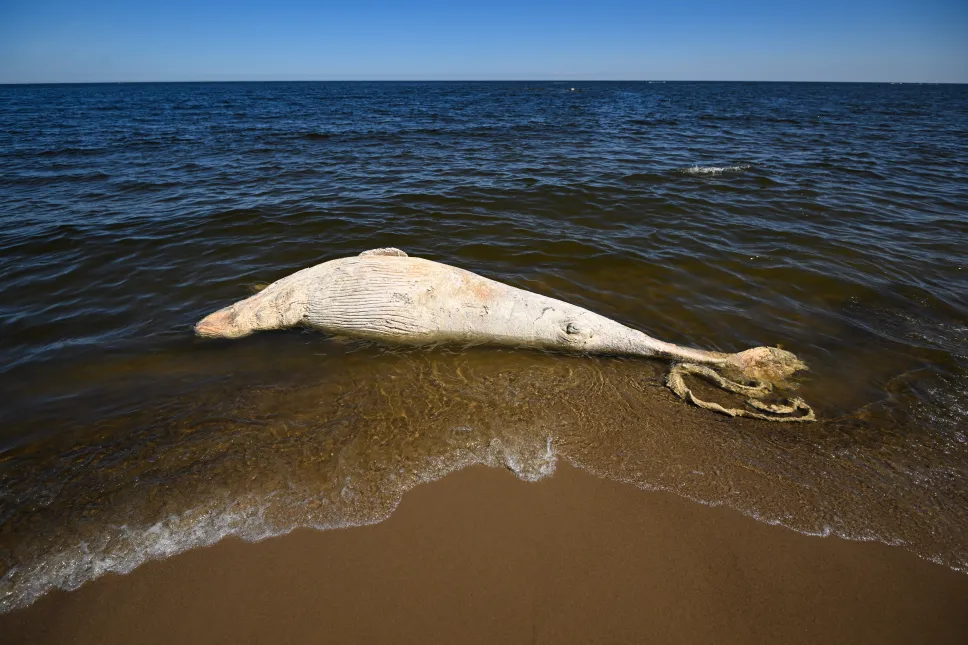Od martwego wieloryba znalezionego na plaży pobrano próbki do badań. Fot. PAP/PAP/Andrzej Jackowski