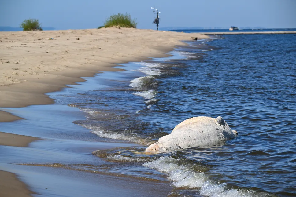 Od martwego wieloryba znalezionego na plaży pobrano próbki do badań. Fot. PAP/PAP/Andrzej Jackowski
