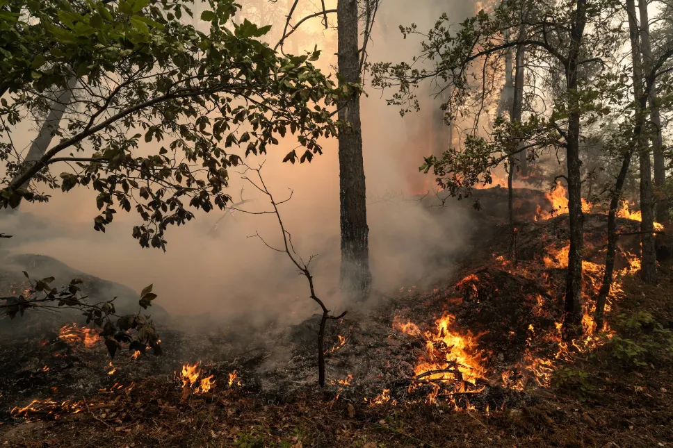 Pożar lasu w Fontainebleau. Fot. PAP/EPA/GAUTHIER BEDRIGNANS