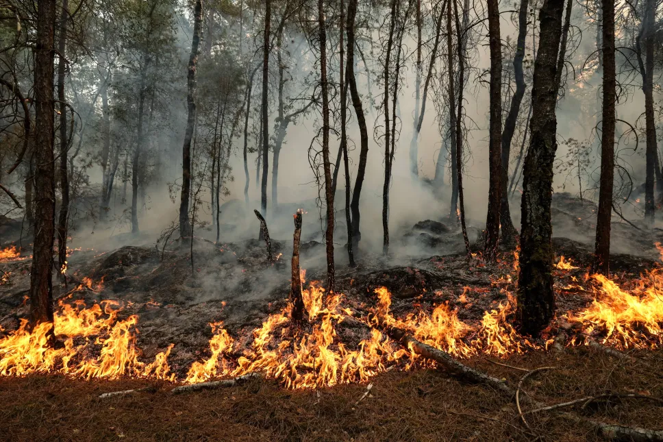 Pożar lasu w Fontainebleau. Fot. PAP/EPA/GAUTHIER BEDRIGNANS