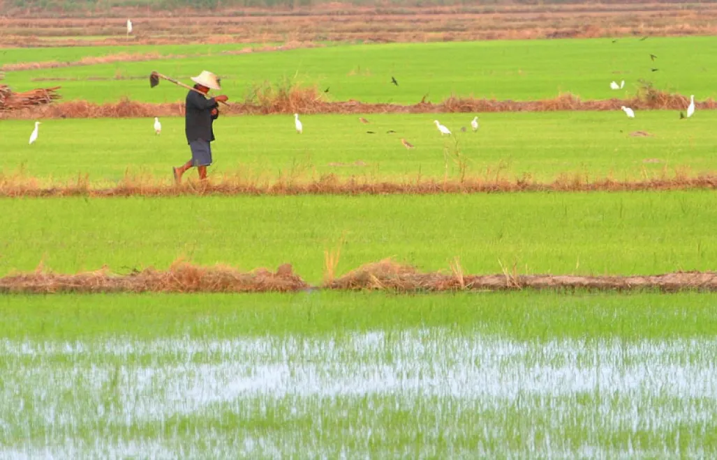 epa000312998 A farmer walks through his growing rice paddies near Suphan Buri, about 120 km north of Bangkok, Thailand, 14 November 2004. Thailand, the world's largest rice exporter, has celebrated the United Nations International Year of Rice 2004 with its exports hitting record highs and is on track to meet the government's export target of 9.5 million tons, the forecast for a "golden age for Thai rice" as rice stocks in China effected by flooding and India's stocks falling. Aside from drought, a drop in shipments from many rice-exporting countries has lifted demand for Thai rice exports. Rice is the staple food of more than half the world's population. Japan will continue free trade talks 07 December in Bangkok, with Thailand after Thai Prime Minister Thaksin Shinawatra decided last month to withdraw rice from the negotiating table. EPA/BARBARA WALTON Fot. PAP/EPA