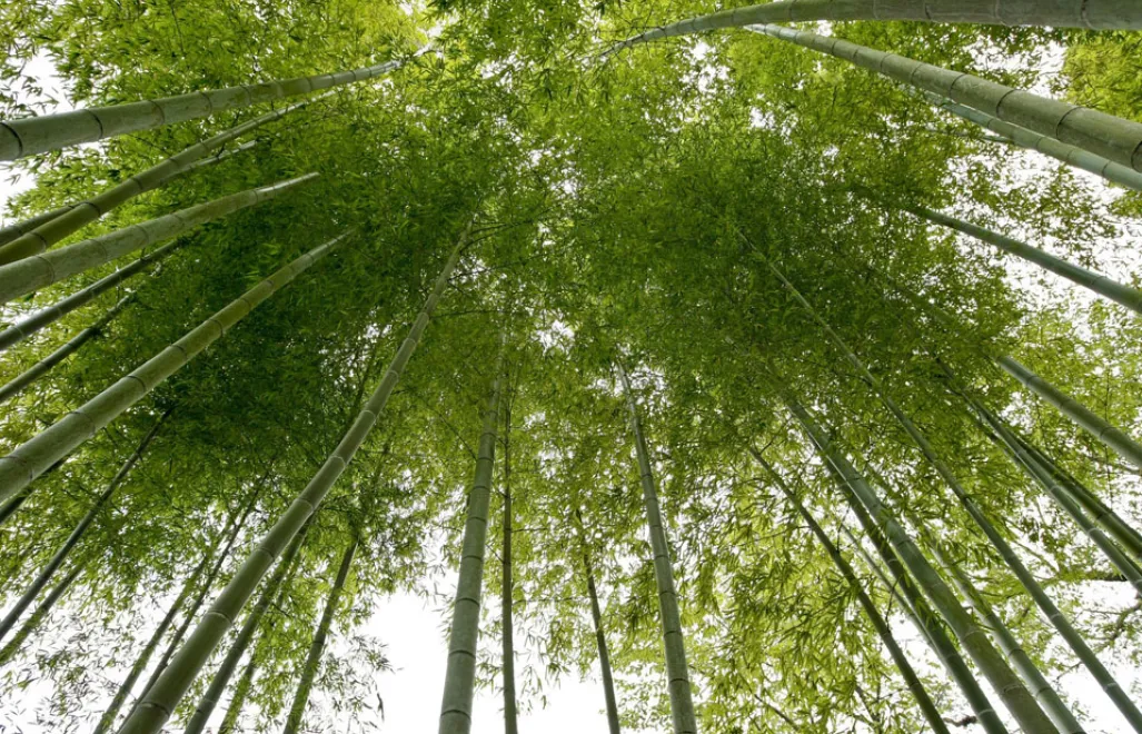 epa01854826 A picture dated 09 September 2009 shows bamboo trees at Hase Temple in Kamakura ciy, south of Tokyo, Japan. Kamakura was the capital of Japan during the Kamakura shogunate from 1185 to 1333.  EPA/DAI KUROKAWA
Dostawca: PAP/EPA. PAP/EPA © 2017 / DAI KUROKAWA
