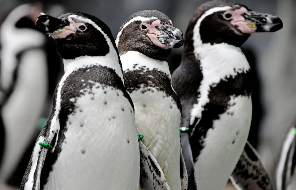epa06290788 Humboldt Penguins (Spheniscus humboldti) gather in an enclosure at the zoo in Cologne, Germany, 26 October 2017.  EPA/SASCHA STEINBACH 
Dostawca: PAP/EPA. PAP/EPA © 2018 / SASCHA STEINBACH