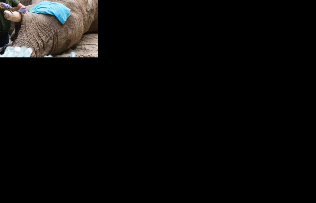 Poznań, 26.08.2019. W poznańskim ogrodzie zoologicznym odbyła się operacja stomatologiczna słonia Ninio. Fot. PAP/Jakub Kaczmarczyk