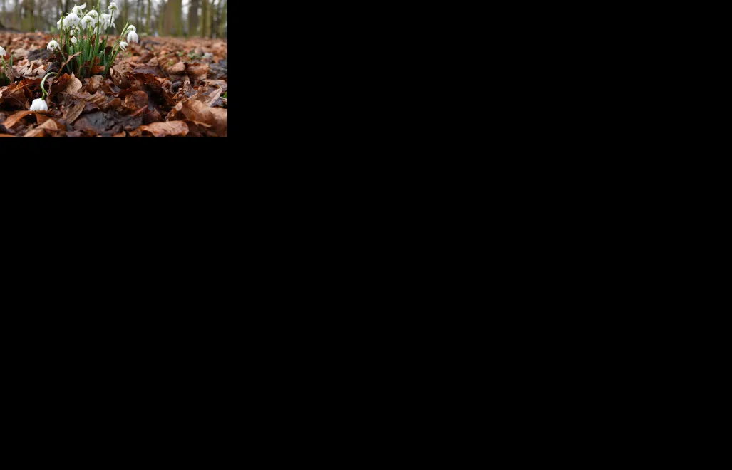 Przebiśniegi. Fot. PAP/Marcin Bielecki