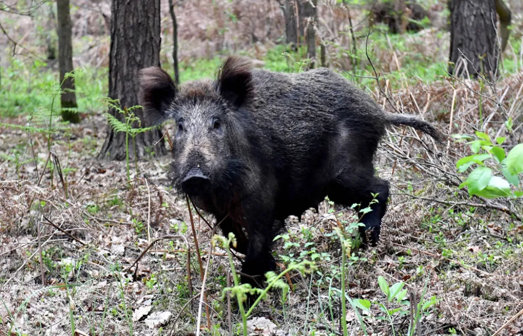 Wataha dzików z młodymi, w Świnoujściu. Fot. PAP/Marcin Bielecki